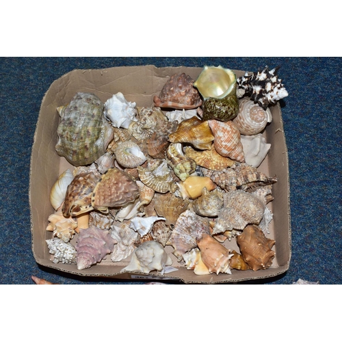 361 - ONE BOX OF SEA SHELLS, to include over fifty assorted sea shells, Triton, Conch, etc, seven large sh... 