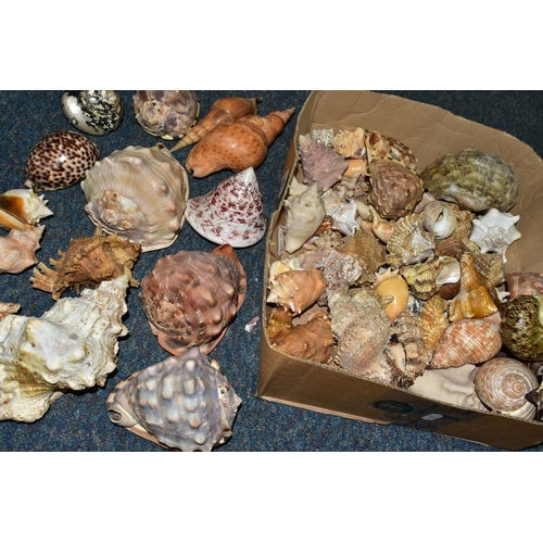 361 - ONE BOX OF SEA SHELLS, to include over fifty assorted sea shells, Triton, Conch, etc, seven large sh... 