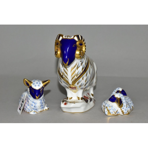 374 - THREE ROYAL CROWN DERBY SHEEP PAPERWEIGHTS, comprising Ram height 14cm, Lamb height 8.5cm, and Twin ... 