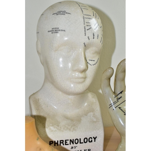 380 - A COLLECTION OF PHRENOLOGY, PALMISTRY AND OTHER MODELS, comprising two ceramic phrenology heads prin... 