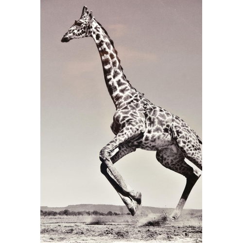 312 - ANUP SHAH (KENYA CONTEMPORARY) 'DANCE', a signed limited edition photographic print depicting a gira... 