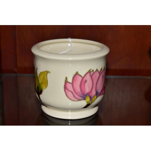 494 - A SMALL MOORCROFT POTTERY JARDINIERE, decorated in Magnolia pattern on a cream ground, impressed mar... 