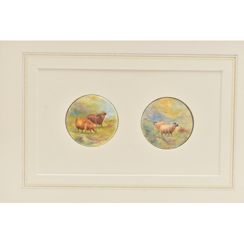 168 - A FRAME CONTAINING TWO 20TH CENTURY CIRCULAR CONVEX PLAQUES HAND PAINTED WITH TWO HIGHLAND CATTLE AN... 