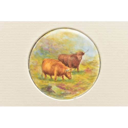 168 - A FRAME CONTAINING TWO 20TH CENTURY CIRCULAR CONVEX PLAQUES HAND PAINTED WITH TWO HIGHLAND CATTLE AN... 