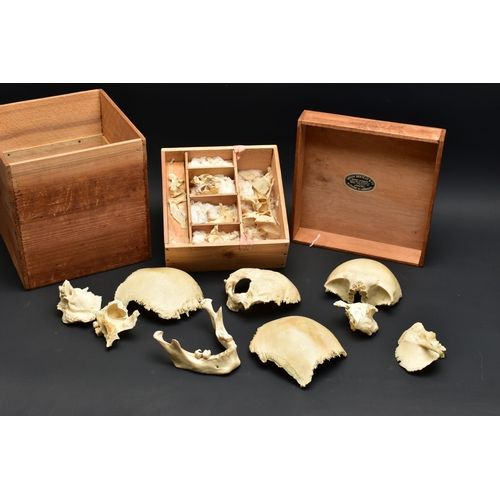 176 - A DECONSTRUCTED HUMAN SKULL IN A WOODEN BOX, the pull off lid interior bears a label for 'Adam Rouil... 