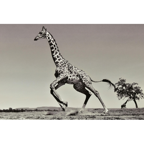 316 - ANUP SHAH (KENYA CONTEMPORARY) 'DANCE', a signed limited edition photographic print depicting a gira... 