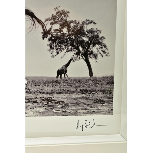 316 - ANUP SHAH (KENYA CONTEMPORARY) 'DANCE', a signed limited edition photographic print depicting a gira... 