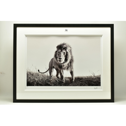 290 - ANUP SHAH (KENYA CONTEMPORARY) 'HUNTER', a signed limited edition photographic print of a lion, 17/1... 