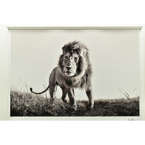 290 - ANUP SHAH (KENYA CONTEMPORARY) 'HUNTER', a signed limited edition photographic print of a lion, 17/1... 