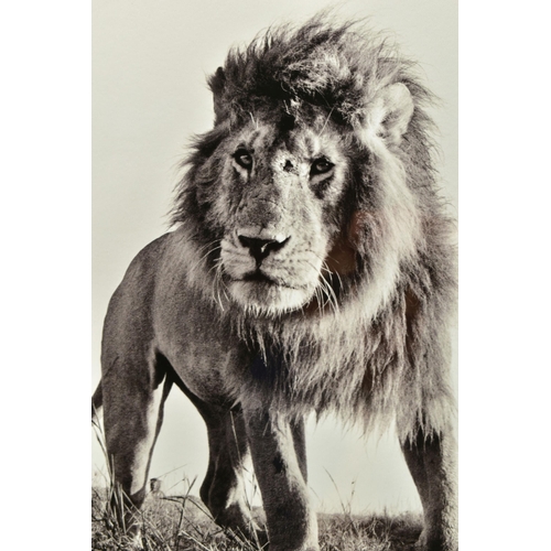 290 - ANUP SHAH (KENYA CONTEMPORARY) 'HUNTER', a signed limited edition photographic print of a lion, 17/1... 