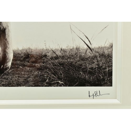 290 - ANUP SHAH (KENYA CONTEMPORARY) 'HUNTER', a signed limited edition photographic print of a lion, 17/1... 