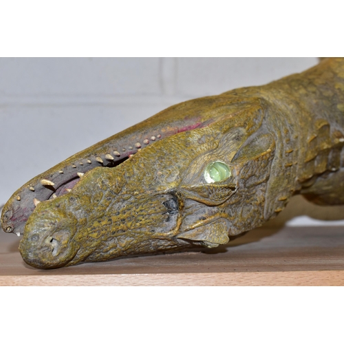 367 - A TAXIDERMY SPECTACLED CAIMAN (CAIMAN CROCODILUS), length 114cm (1) (Condition Report: generally ok,... 