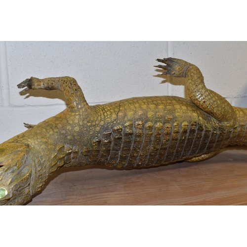 367 - A TAXIDERMY SPECTACLED CAIMAN (CAIMAN CROCODILUS), length 114cm (1) (Condition Report: generally ok,... 