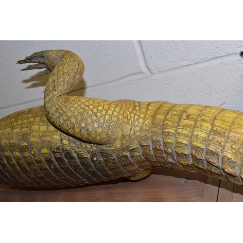 367 - A TAXIDERMY SPECTACLED CAIMAN (CAIMAN CROCODILUS), length 114cm (1) (Condition Report: generally ok,... 