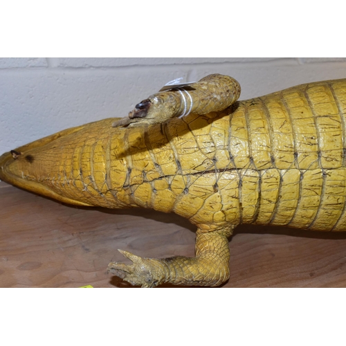 367 - A TAXIDERMY SPECTACLED CAIMAN (CAIMAN CROCODILUS), length 114cm (1) (Condition Report: generally ok,... 