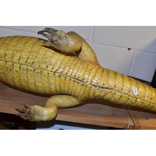 367 - A TAXIDERMY SPECTACLED CAIMAN (CAIMAN CROCODILUS), length 114cm (1) (Condition Report: generally ok,... 