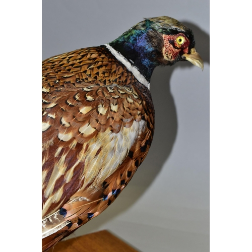 389 - A TAXIDERMY MALE PHEASANT, late twentieth century, mounted standing on a wooden base, the underside ... 