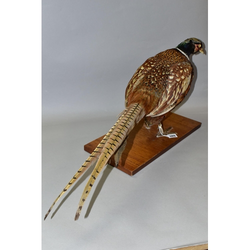 389 - A TAXIDERMY MALE PHEASANT, late twentieth century, mounted standing on a wooden base, the underside ... 