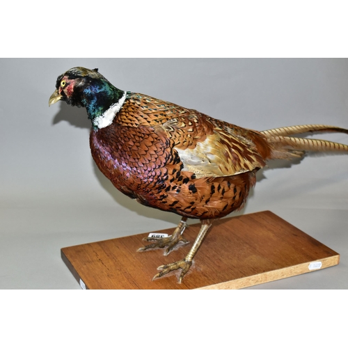 389 - A TAXIDERMY MALE PHEASANT, late twentieth century, mounted standing on a wooden base, the underside ... 