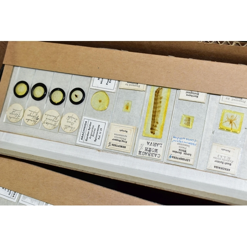 501 - A BOX CONTAINING SMALL BOXES OF PREPARED MICROSCOPE SLIDES, subjects include botanical specimens, Zo... 