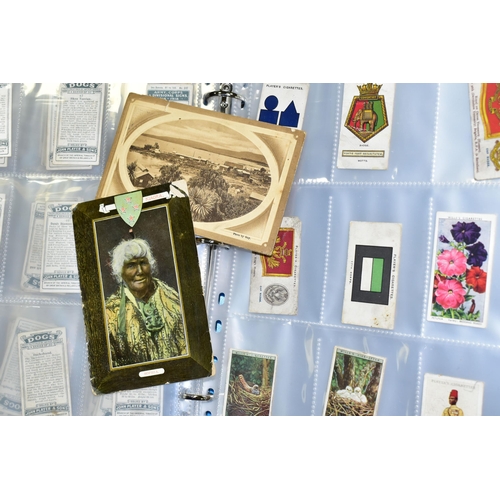 505 - CIGARETTE CARDS, one folder containing a collection of 'Dog' related cards from John Player & Sons, ... 