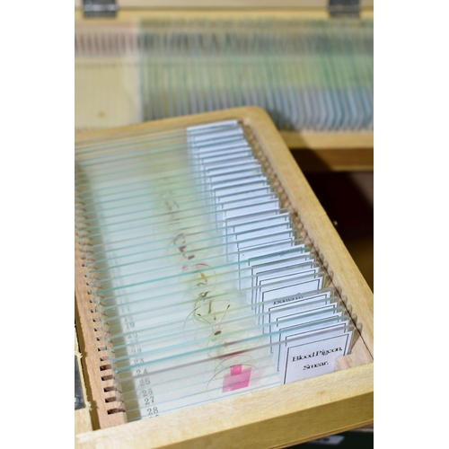 515 - A BOX OF PRE-PREPARED MICROSCOPE SLIDES, to include approximately one hundred and sixty boxed modern... 