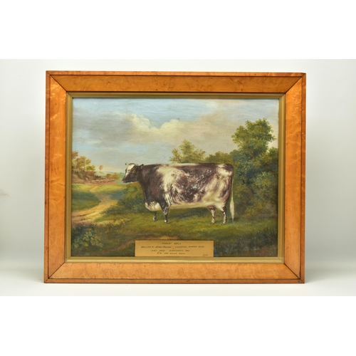 296 - ATTRIBUTED TO A.M. GAUCI (19TH CENTURY) 'FOREST BELL',  a portrait of a prize winning cow in a lands... 