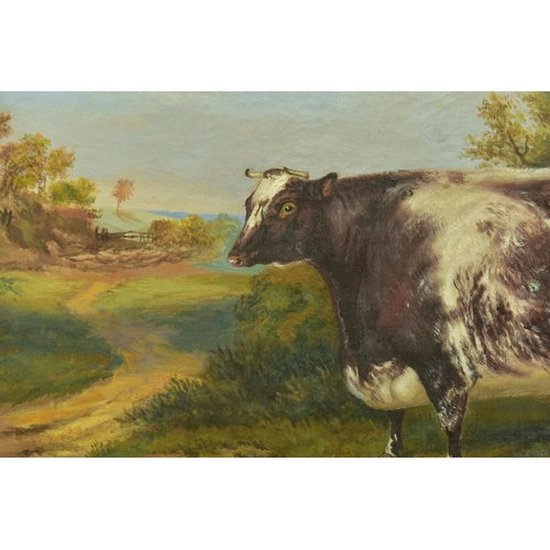 296 - ATTRIBUTED TO A.M. GAUCI (19TH CENTURY) 'FOREST BELL',  a portrait of a prize winning cow in a lands... 