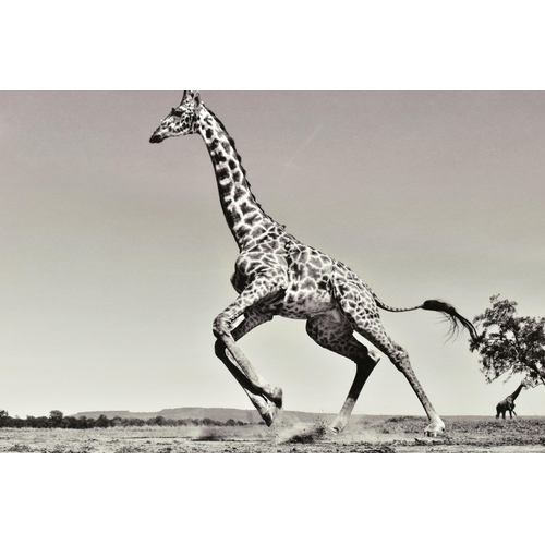 336 - ANUP SHAH (KENYA CONTEMPORARY) 'DANCE', a signed limited edition photographic print on paper depicti... 