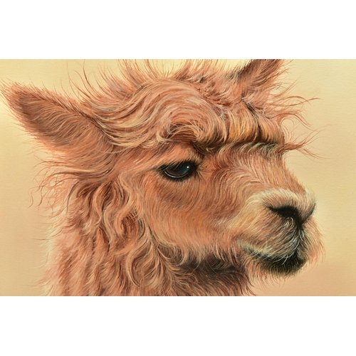 334 - ALEX McGARRY (BRITISH CONTEMPORARY) 'HORACE', a portrait of an Alpaca, signed lower right, oil on ca... 