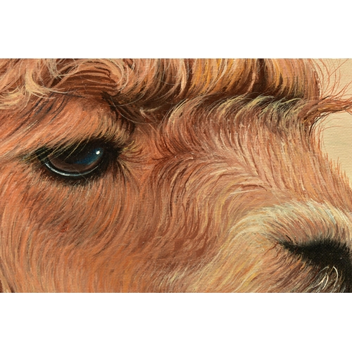 334 - ALEX McGARRY (BRITISH CONTEMPORARY) 'HORACE', a portrait of an Alpaca, signed lower right, oil on ca... 