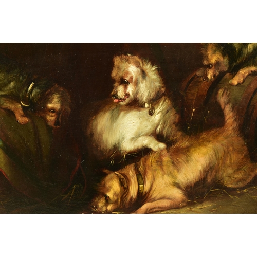 296 - GEORGE ARMFIELD (1808- 1893) 'WAITING PATIENTLY', four terrier dogs are waiting for a rat to come ou... 