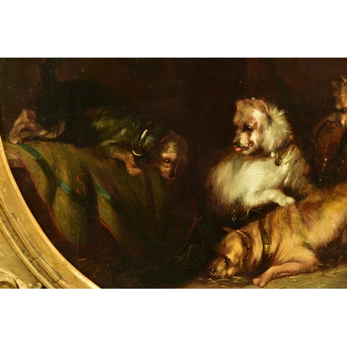 296 - GEORGE ARMFIELD (1808- 1893) 'WAITING PATIENTLY', four terrier dogs are waiting for a rat to come ou... 