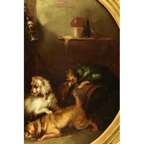 296 - GEORGE ARMFIELD (1808- 1893) 'WAITING PATIENTLY', four terrier dogs are waiting for a rat to come ou... 