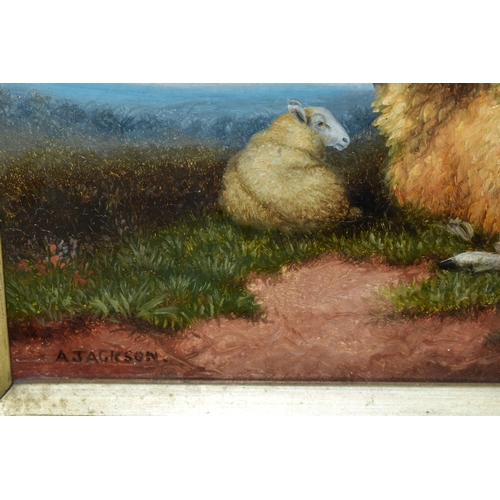 509 - A. JACKSON (19TH/20TH CENTURY) ENGLISH SCHOOL PASTORAL SCENE, a ewe and her lamb resting in a pictur... 