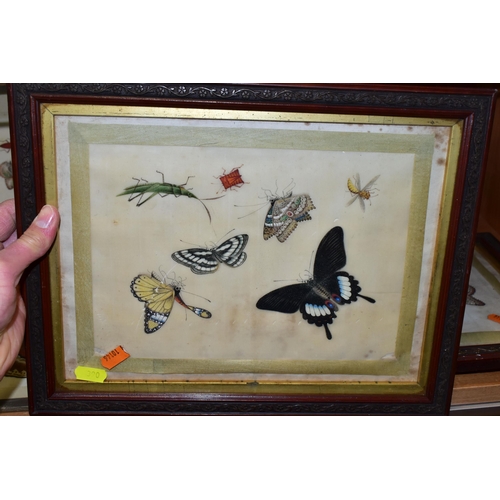 390 - FIVE CHINESE 19TH CENTURY PAINTINGS ON RICE PAPER, subjects include butterflies, moths, beetles and ... 