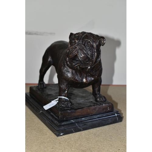 368 - A FRENCH BRONZE BULLDOG, after P. J. Mené, supported on a black and white marble base, width 22cm x ... 