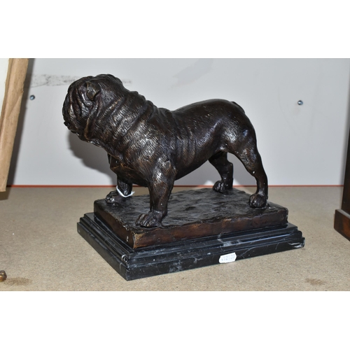 368 - A FRENCH BRONZE BULLDOG, after P. J. Mené, supported on a black and white marble base, width 22cm x ... 