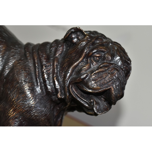 368 - A FRENCH BRONZE BULLDOG, after P. J. Mené, supported on a black and white marble base, width 22cm x ... 