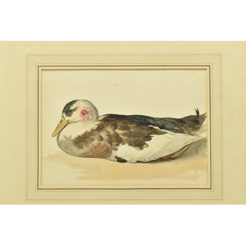 304 - EDWARD THOMPSON DAVIS (1833-1867) 'DEAD MALLARD', a study of a duck with bloodied feathers to its he... 