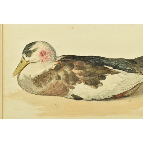 304 - EDWARD THOMPSON DAVIS (1833-1867) 'DEAD MALLARD', a study of a duck with bloodied feathers to its he... 