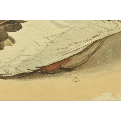 304 - EDWARD THOMPSON DAVIS (1833-1867) 'DEAD MALLARD', a study of a duck with bloodied feathers to its he... 