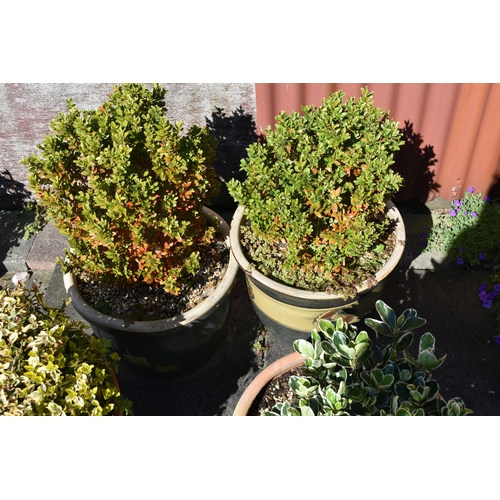 982 - TWO TERRACOTTA AND TWO GLAZED PLANT POTS all roughly 40cm in diameter with soil and planting( this l... 