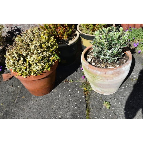 982 - TWO TERRACOTTA AND TWO GLAZED PLANT POTS all roughly 40cm in diameter with soil and planting( this l... 