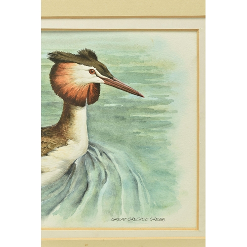 307 - RALPH WATERHOUSE (1943-) 'GREAT CRESTED GREBE', a study of a bird on the water, signed bottom left, ... 