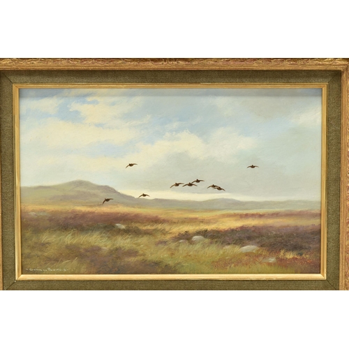 308 - COLIN W. BURNS (BRITISH 1944-) 'HEAD ON - RED GROUSE', an open landscape with flying Grouse, signed ... 