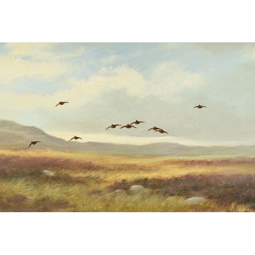 308 - COLIN W. BURNS (BRITISH 1944-) 'HEAD ON - RED GROUSE', an open landscape with flying Grouse, signed ... 