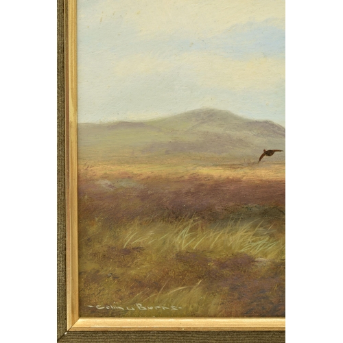 308 - COLIN W. BURNS (BRITISH 1944-) 'HEAD ON - RED GROUSE', an open landscape with flying Grouse, signed ... 