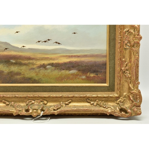 308 - COLIN W. BURNS (BRITISH 1944-) 'HEAD ON - RED GROUSE', an open landscape with flying Grouse, signed ... 