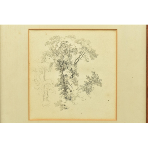 317 - CIRCLE OF SAMUEL PROUT (1783-1852) THREE STUDIES OF TREES, unsigned pencil sketches, largest approxi... 